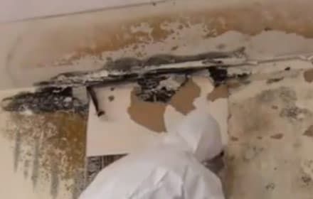 Understanding Mold Damage